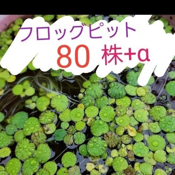 ドワーフ アマゾン フロッグピット 80株+α 水草 浮草 期間限定