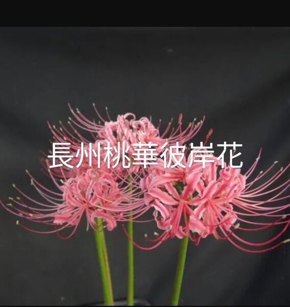長州桃華彼岸花 レア 販売期間6〜7月下旬迄 山野草 塊根植物 特大1球