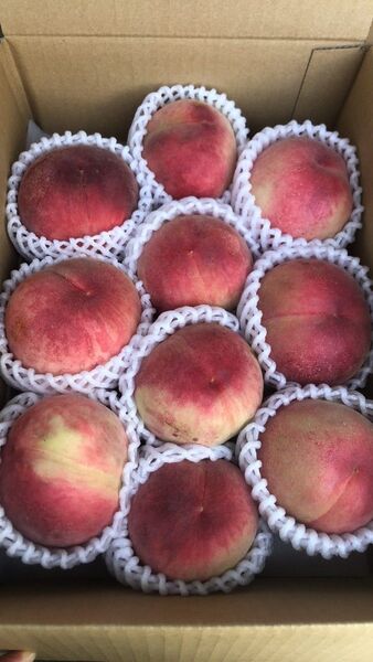 96.お買い得福島産 朝採り完熟桃 箱込み2.8kg訳あり家庭用 玉数お任せ常温便