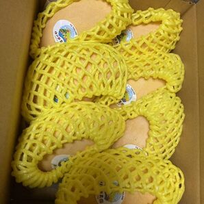 28.新入荷ナムドクマイマンゴー7玉入り