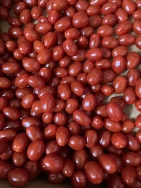 108.ミニトマトコンパクト箱込み1kg