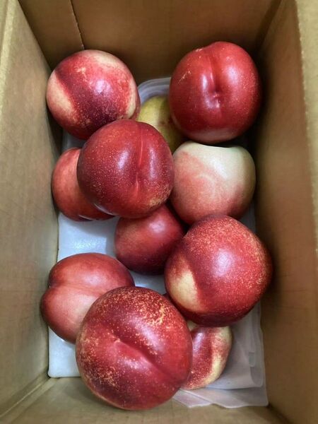 118.ネクタリン 油桃 箱込み2kg 常温発送