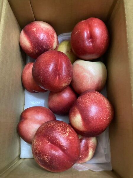 120.ネクタリン 油桃 箱込み2kg 常温発送