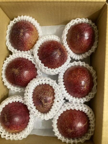 170.新鮮青果生プラム8-12玉入りコンパクト箱込み約1.1kg常温便