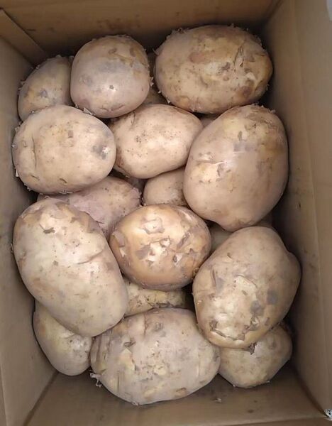 47.お買い得数量限定じゃがいも箱込み5kg 2L〜4Lサイズ