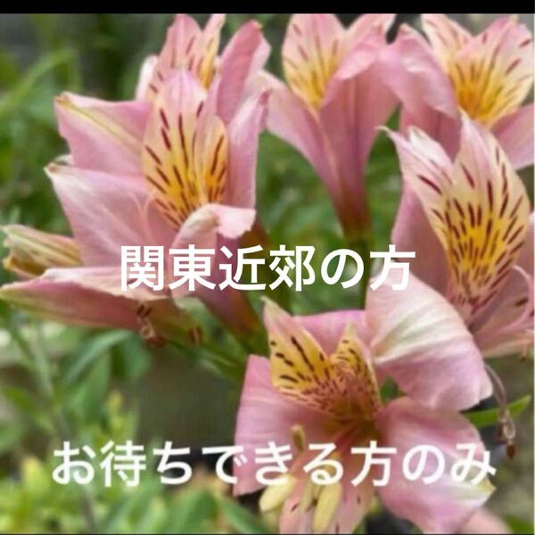 アリストロメリア ピンク 球根(根)長く伸びるタイプ お待ちできる方のみ