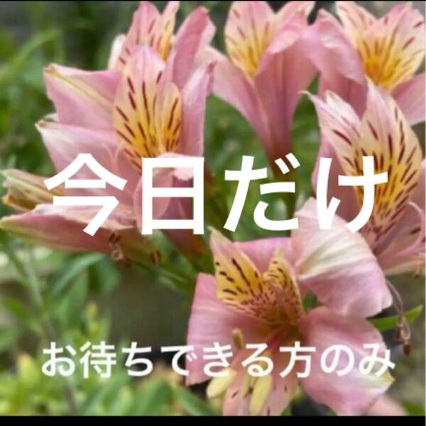 アリストロメリア ピンク 球根(根)長く伸びるタイプ お待ちできる方のみ