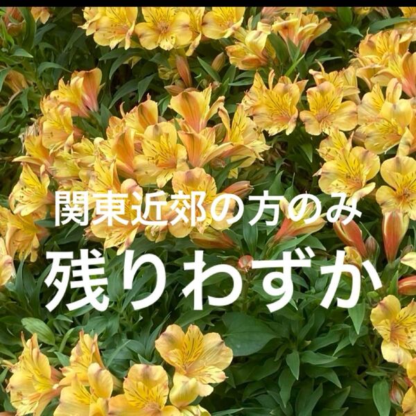 アリストロメリア 黄色 短め 球根(根)発送お待ちできる方のみ