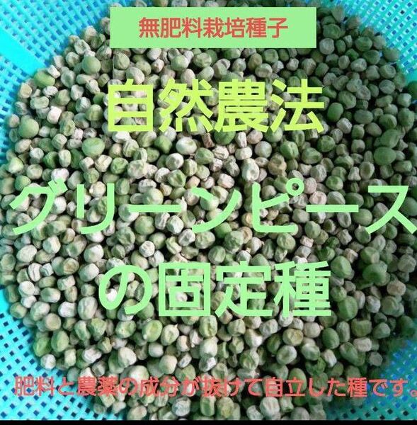 自然農法 グリーンピースの固定種50粒と