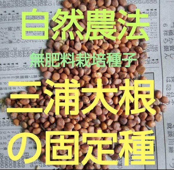 自然農法 三浦大根の固定種50粒以上