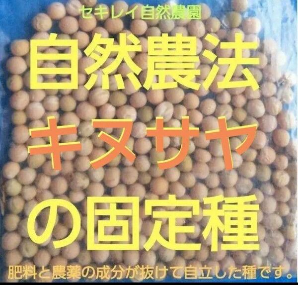 自然農法 キヌサヤの固定種25粒以上