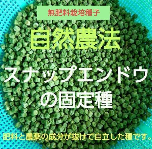 自然農法 スナップエンドウの固定種25粒以上