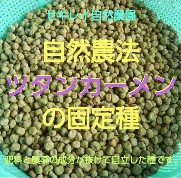 自然農法 ツタンカーメンの固定種10粒