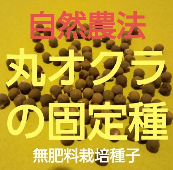 自然農法 丸オクラの固定種25粒以上
