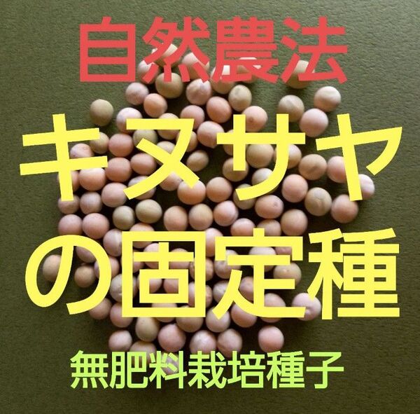 自然農法 キヌサヤの固定種50粒以上