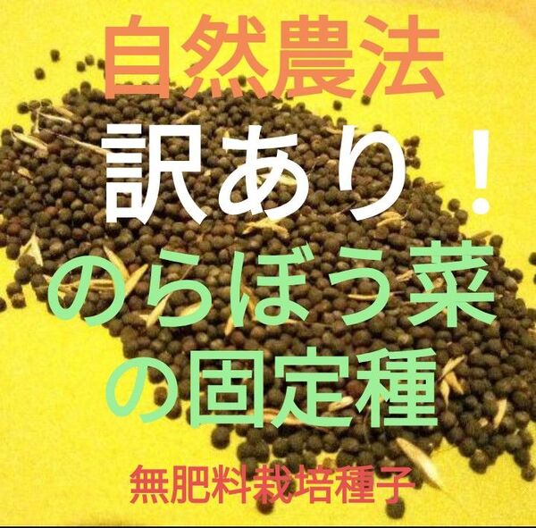自然農法 訳あり のらぼう菜の固定種3000粒以上