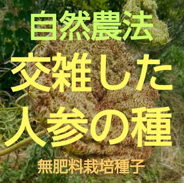 自然農法 交雑した人参の種250粒以上