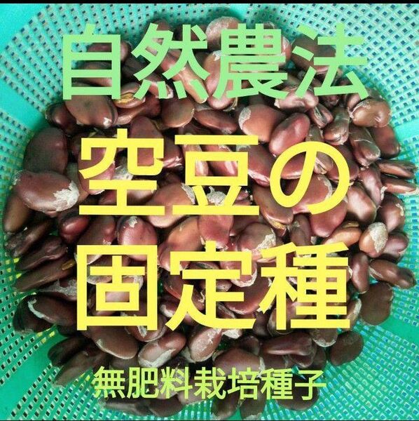 自然農法 空豆の固定種5粒