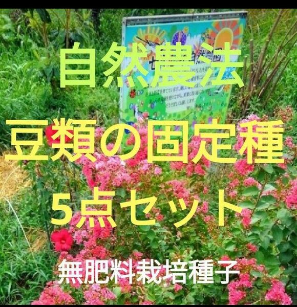 自然農法 豆類の固定種5点セット
