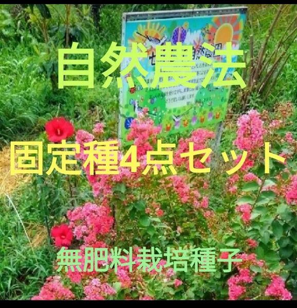 自然農法 固定種4点セット