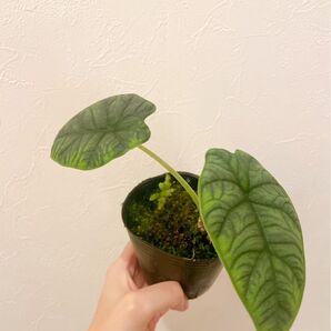 アロカシア メロ 3号