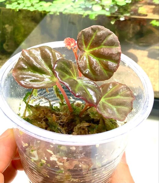 ベゴニア サラワク Begonia sp.Sarawak