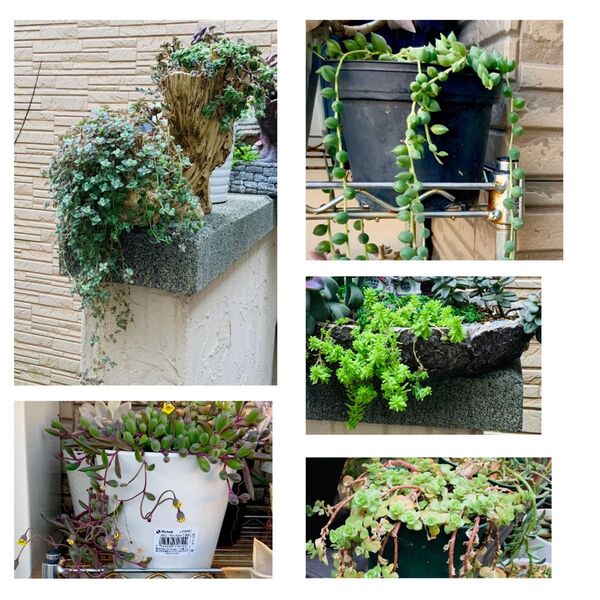 5種類の長い茎が特徴の多肉植物セット(5本のカット苗)販売中!