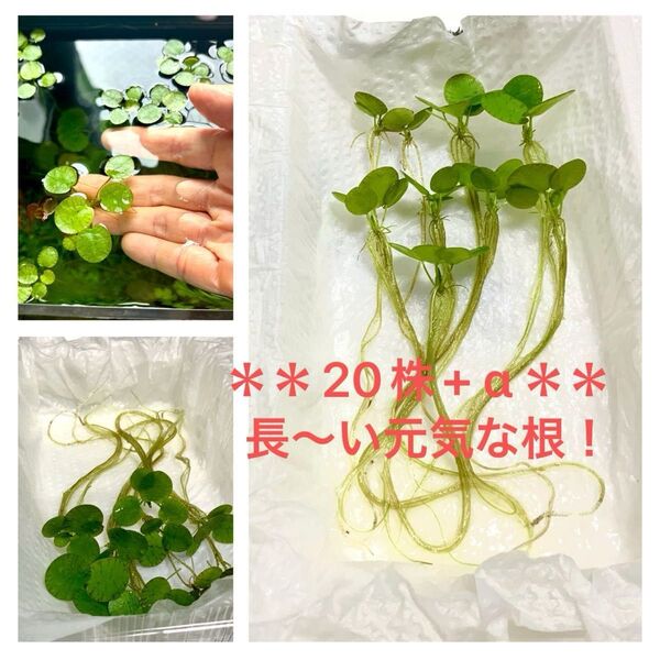ドワーフアマゾンフロッグピット 20株 無農薬