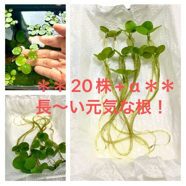 ドワーフアマゾンフロッグピット 20株 無農薬