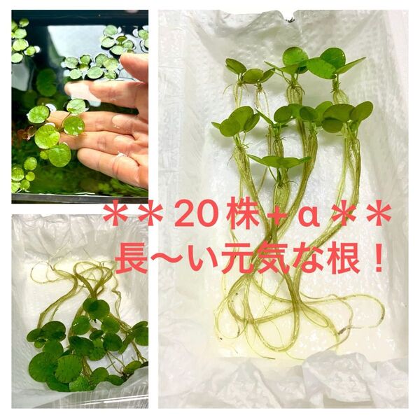 ドワーフアマゾンフロッグピット 20株 無農薬