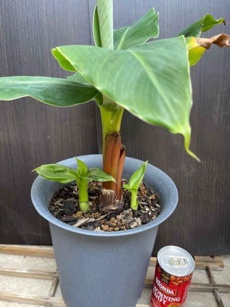 モンキーバナナ苗(子株付き) 著名発送