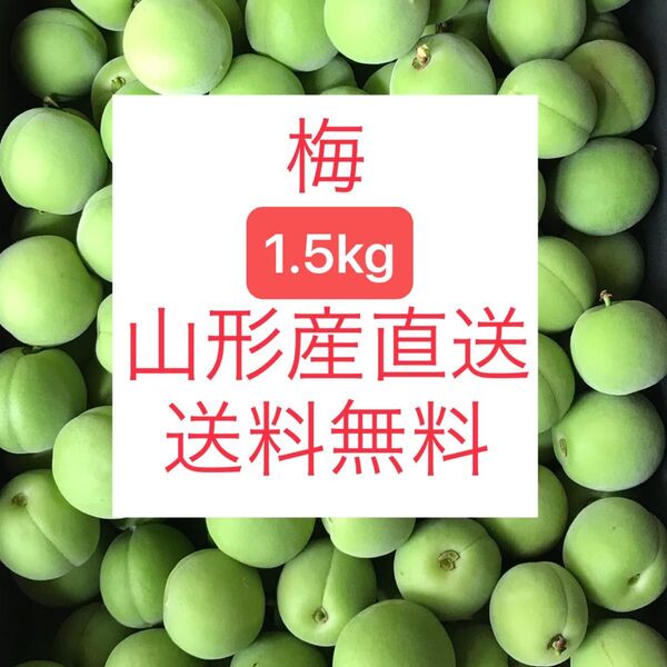 ★山形産 梅 うめ 1.5kg