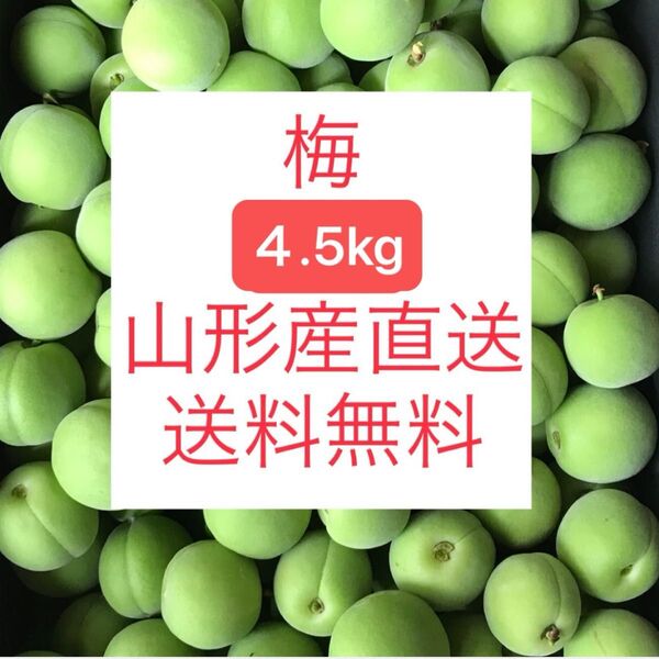 ★山形産 梅 うめ 4.5kg