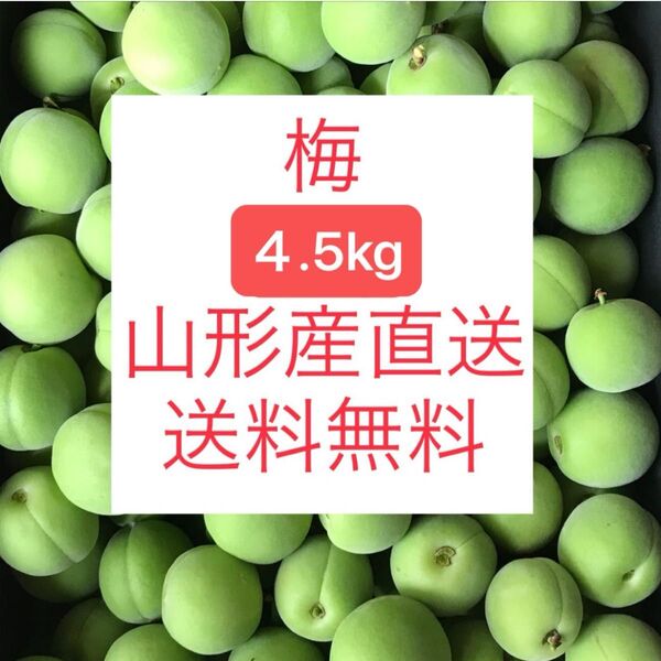 ★山形産 梅 うめ 4.5kg