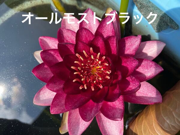 【睡蓮】オールモストブラック 水蓮 スイレン 耐寒性 温帯
