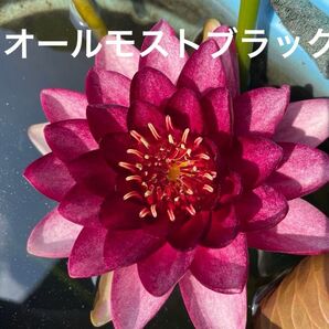 【睡蓮】オールモストブラック 水蓮 スイレン 耐寒性 温帯