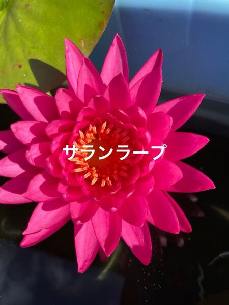 【睡蓮】サランラープ 水蓮 スイレン 耐寒性 温帯