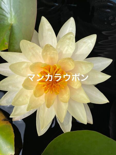 【睡蓮】マンカラウボン 水蓮 スイレン 耐寒性 温帯