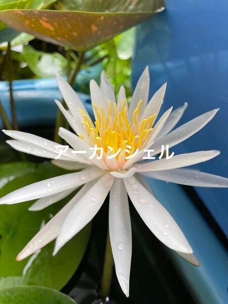 【睡蓮】アーカンシェル 水蓮 スイレン 耐寒性 温帯