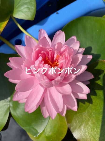 【睡蓮】ピンクポンポン 水蓮 スイレン 耐寒性 温帯