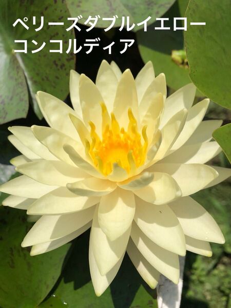 【睡蓮】ペリーズダブルイエロー コンコルディア 水蓮 スイレン 耐寒性 温帯