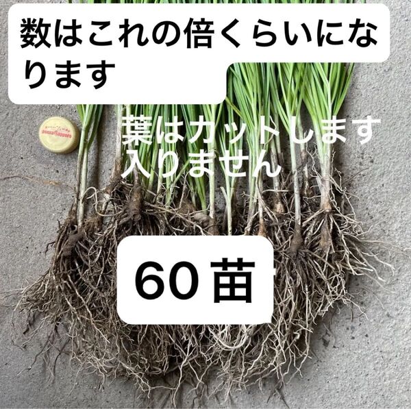 ニラ苗 60苗(根と茎のみ葉はカットして入りません)