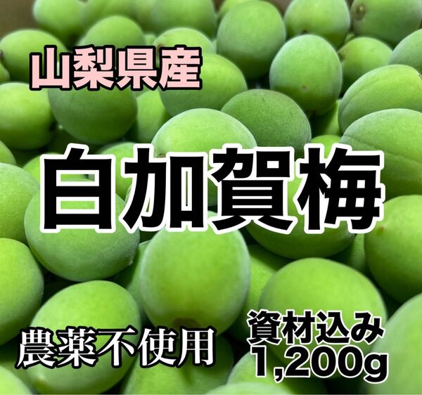 山梨県産 農薬不使用 白加賀梅 中梅 箱込み1,200g以上 梅酒 梅干し 産地直送 梅シロップ
