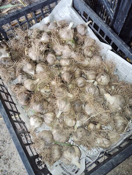 ■即納 ■にんにく 5kg弱 食用・種用