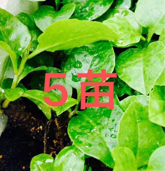 おかわかめ苗 5個 むかご発芽苗/親株発芽苗