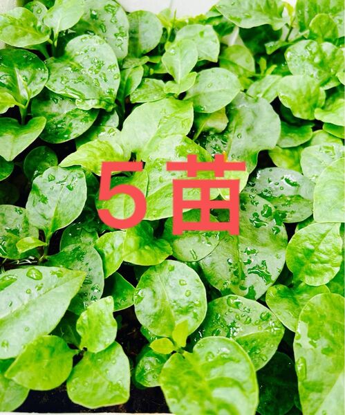 おかわかめ苗 5個 むかご発芽苗/親株発芽苗