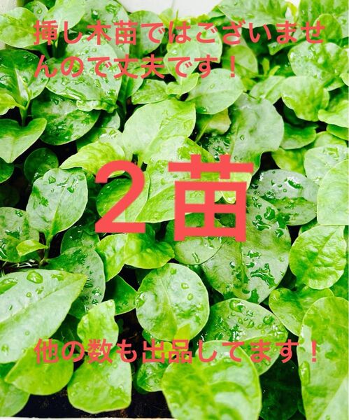 特別価格!おかわかめ苗 2個 むかご発芽苗/親株発芽苗