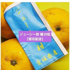 ジューシー柑 種15粒