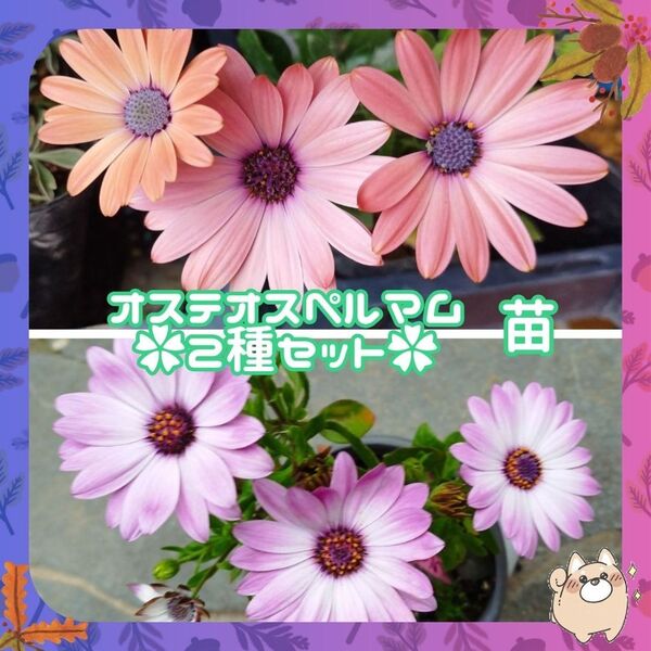 F◆2苗セット約20cm◆W8オレンジ◆G5ピンク◆オステオスペルマム苗◆葉は柑橘系の香