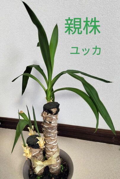 ユッカの抜き苗(鉢なし)2苗